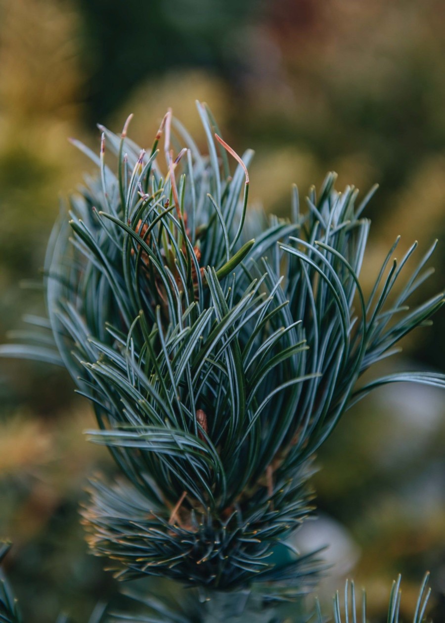 Plants Pinus Winter Garden | Buy Pinus Parviflora Templehof