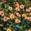 Plants Geum Pollinator Garden | Geum Totally Tangerine 2L