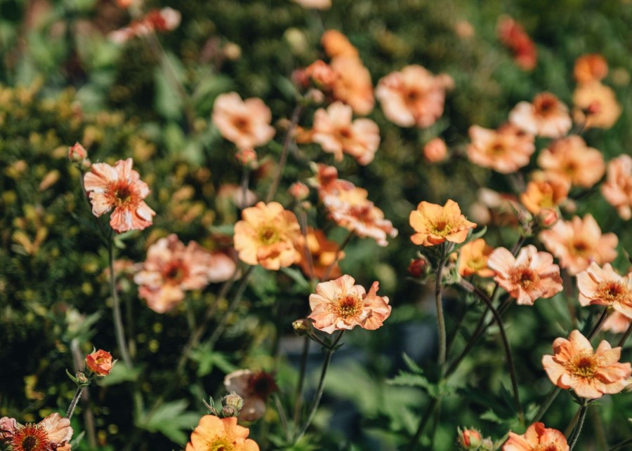 Plants Geum Pollinator Garden | Geum Totally Tangerine 2L