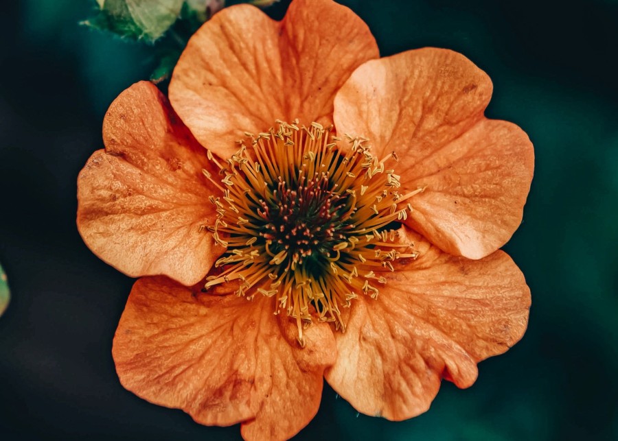 Plants Geum Pollinator Garden | Geum Totally Tangerine 2L