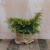 Plants Juniperus Cottage Garden | Juniperus X Media Old Gold 3L