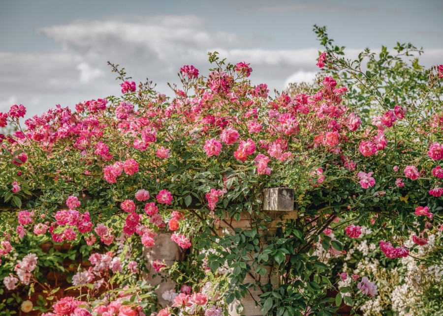 Plants David Austin Roses Rose Garden | Alexandre Girault Agm Rose