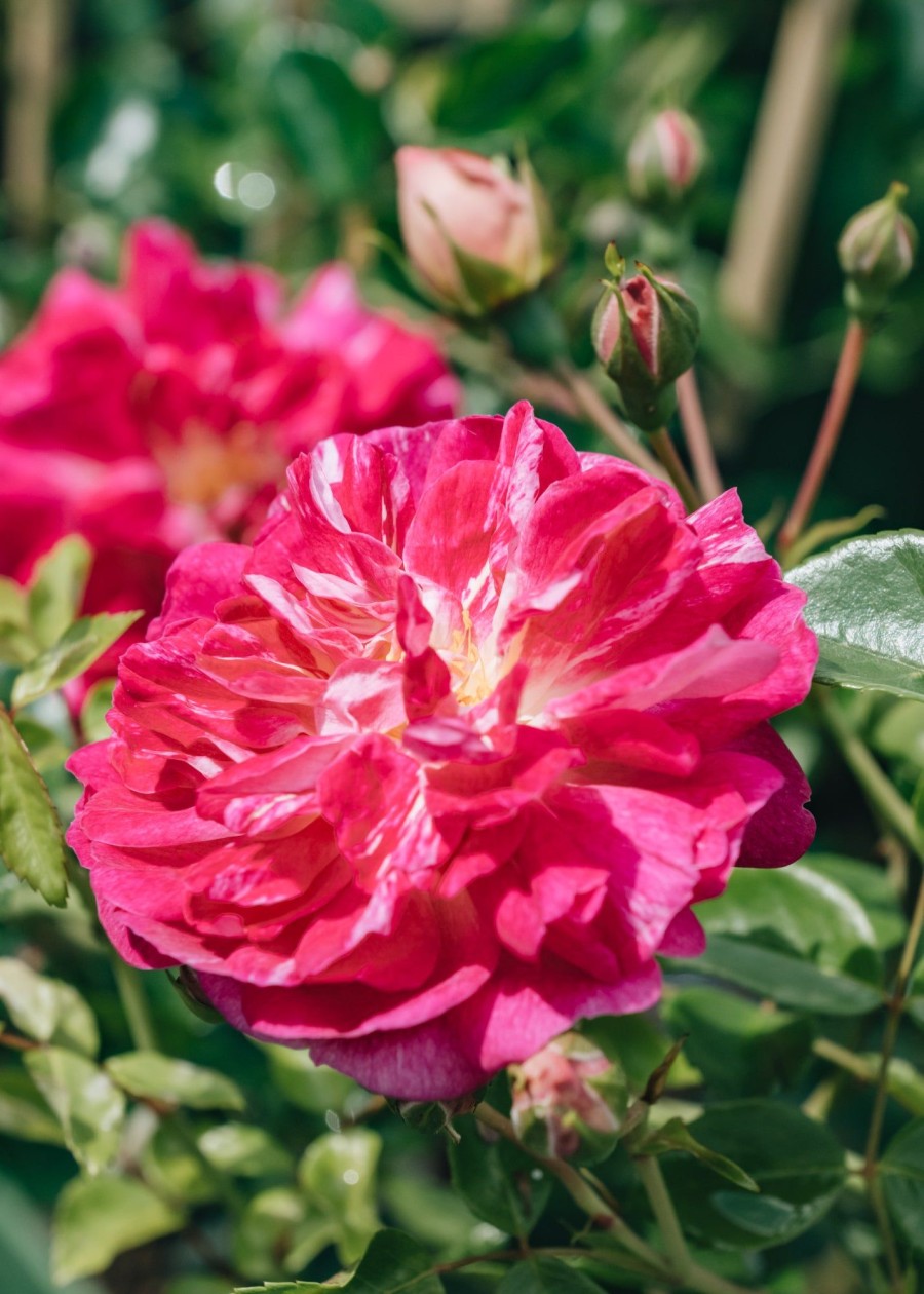 Plants David Austin Roses Rose Garden | Alexandre Girault Agm Rose