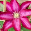 Plants Clematis Cottage Garden | Clematis Bourbon