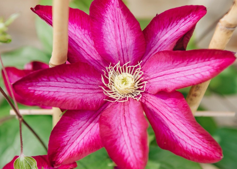 Plants Clematis Cottage Garden | Clematis Bourbon