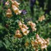 Plants Digitalis Pollinator Garden | Digitalis Walberton'S Goldcrest