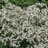 Plants Gypsophila Pollinator Garden | Gypsophila Summer Sparkle