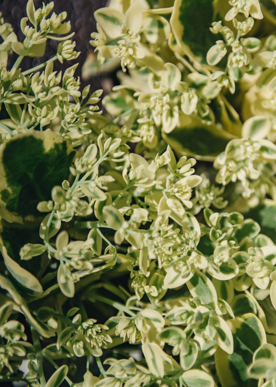 Plants Sedum Pollinator Garden | Buy Sedum Frosted Fire