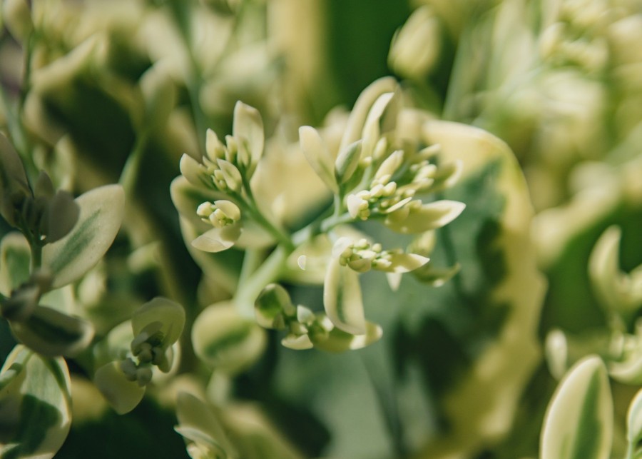 Plants Sedum Pollinator Garden | Buy Sedum Frosted Fire