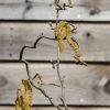 Plants Corylus Pollinator Garden | Buy Corylus Contorta Agm