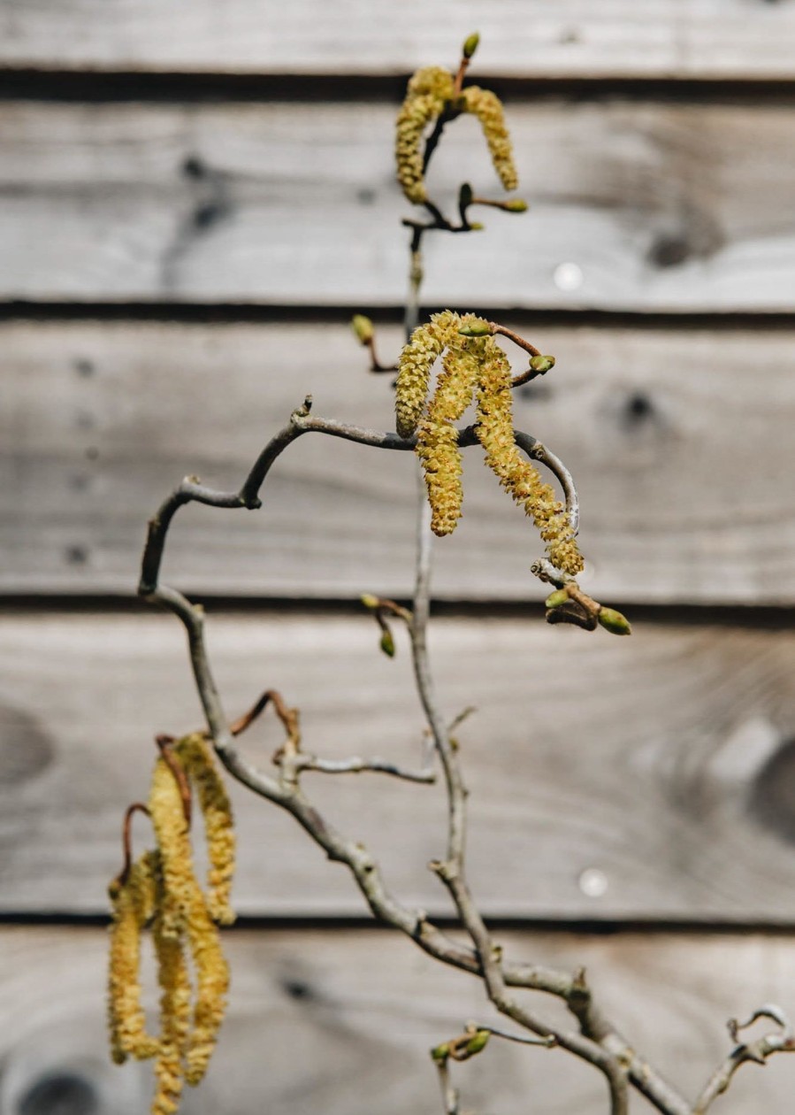 Plants Corylus Pollinator Garden | Buy Corylus Contorta Agm