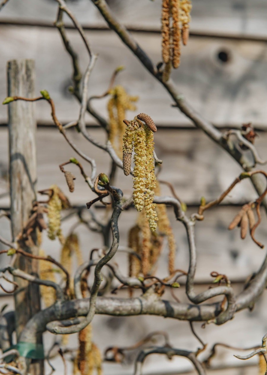 Plants Corylus Pollinator Garden | Buy Corylus Contorta Agm