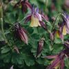 Plants Aquilegia Cottage Garden | Aquilegia Calimero (Dwarf)