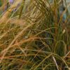 Plants Carex Prairie Garden | Carex Prairie Fire