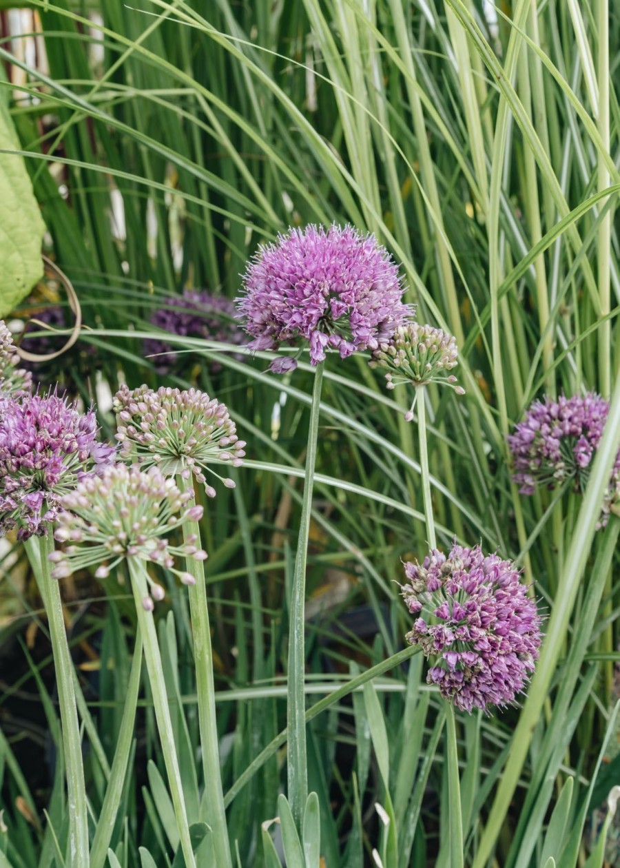 Plants Allium Pollinator Garden | Allium Lavender Bubbles