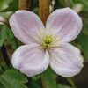 Plants Clematis Cottage Garden | Clematis Montana Mayleen