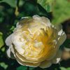 Plants David Austin Roses Rose Garden | David Austin Nye Bevan Rose