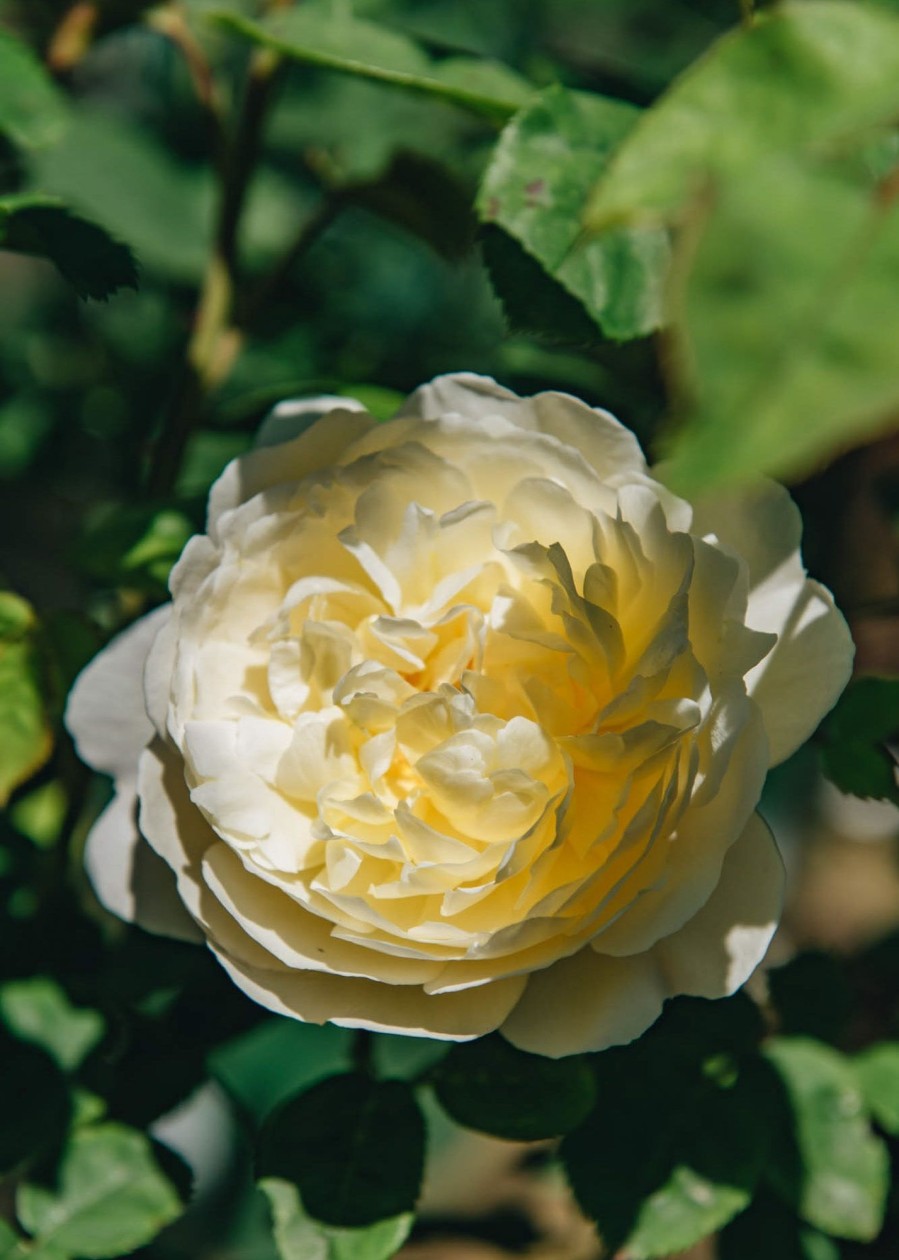 Plants David Austin Roses Rose Garden | David Austin Nye Bevan Rose