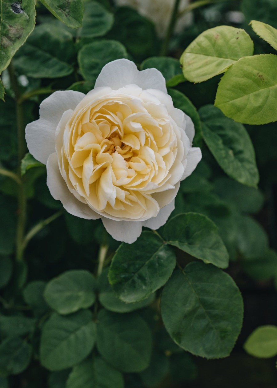 Plants David Austin Roses Rose Garden | David Austin Nye Bevan Rose