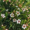 Plants Chamelaucium Cottage Garden | Chamelaucium Uncitanium