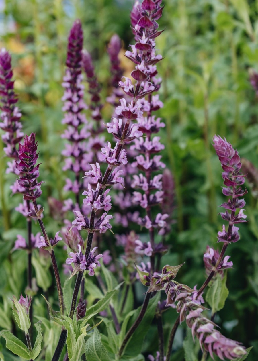 Plants Salvia Pollinator Garden | Salvia Caradonna Pink Inspiration