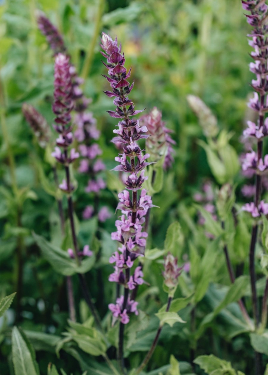 Plants Salvia Pollinator Garden | Salvia Caradonna Pink Inspiration