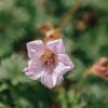 Plants Geranium Pollinator Garden | Geranium Pink Pouffe