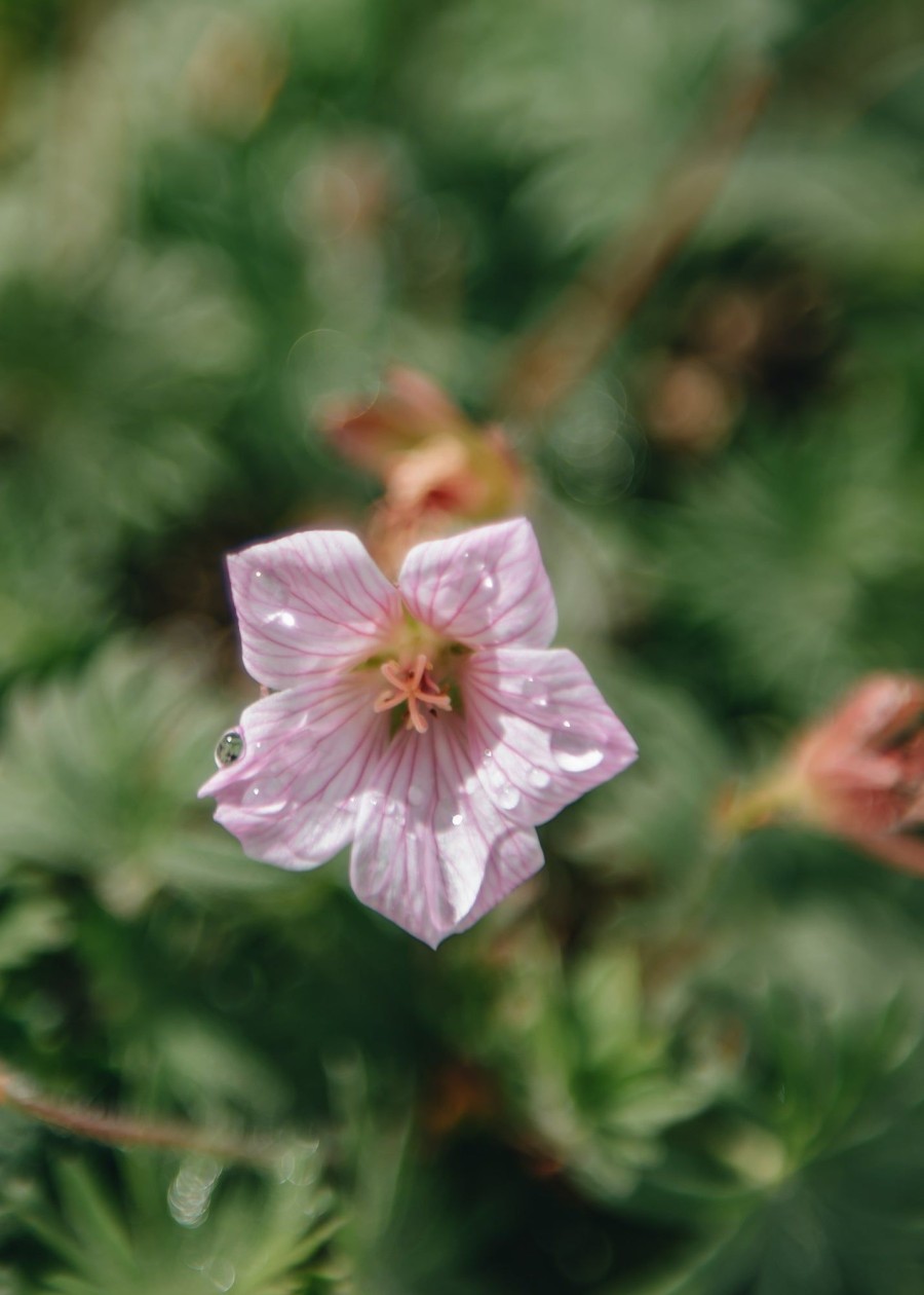 Plants Geranium Pollinator Garden | Geranium Pink Pouffe