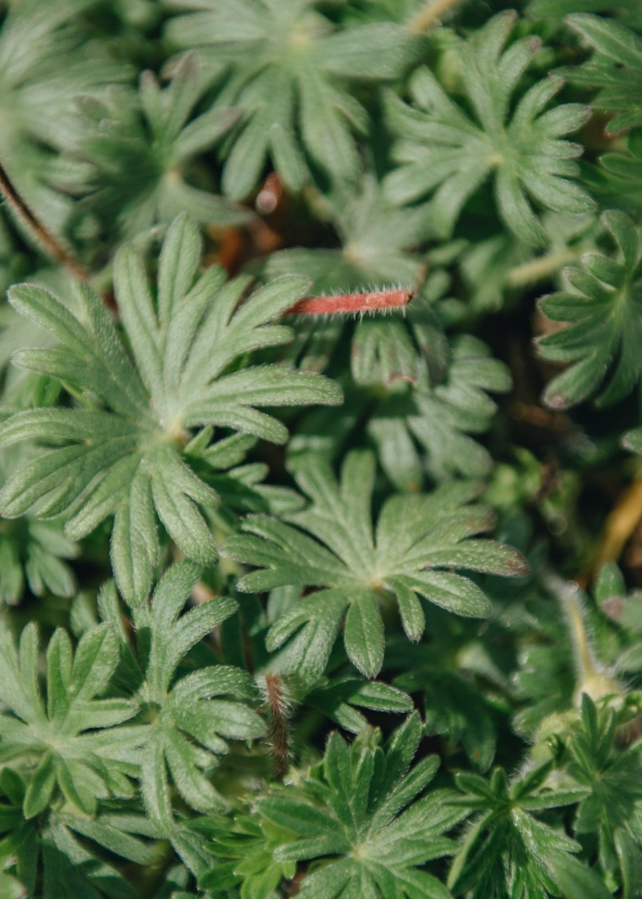 Plants Geranium Pollinator Garden | Geranium Pink Pouffe