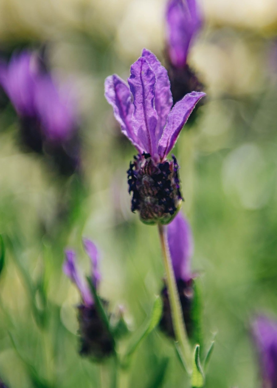 Plants Lavender Kitchen Garden | Lavandula Stoechas Fairy Wings Purple