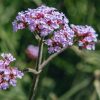 Plants Verbena Pollinator Garden | Verbena Bonariensis Lollipop