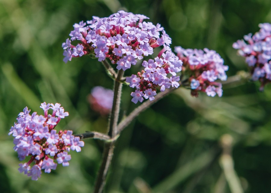 Plants Verbena Pollinator Garden | Verbena Bonariensis Lollipop