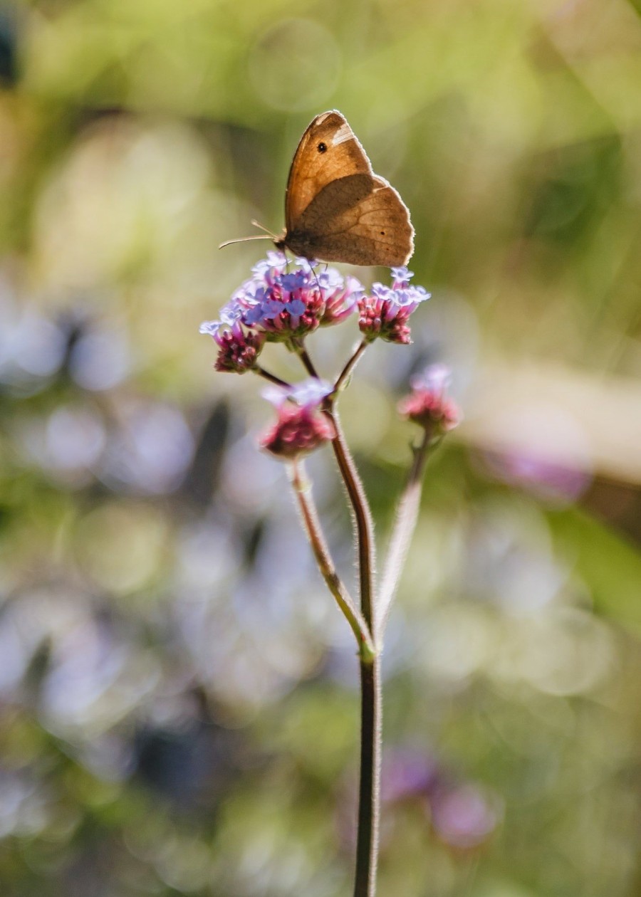 Plants Verbena Pollinator Garden | Verbena Bonariensis Lollipop