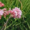 Plants Viburnum Cottage Garden | Buy Viburnum Bodnantense Dawn