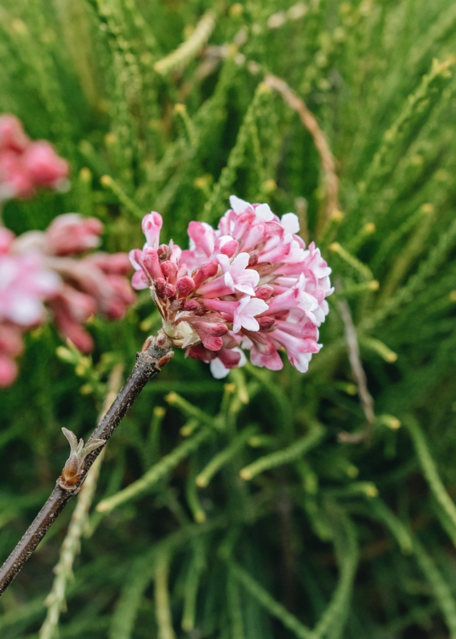 Plants Viburnum Cottage Garden | Buy Viburnum Bodnantense Dawn