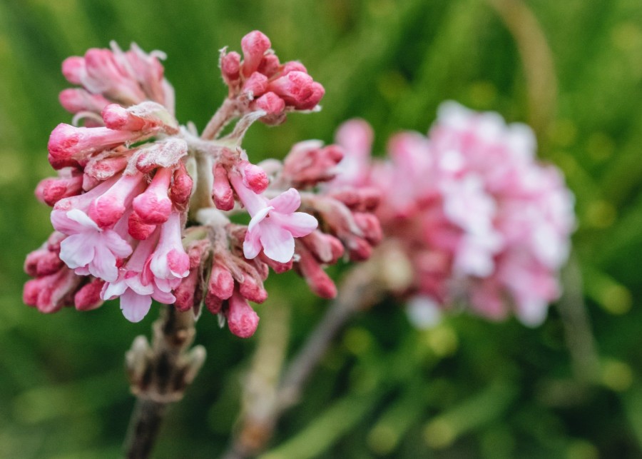 Plants Viburnum Cottage Garden | Buy Viburnum Bodnantense Dawn