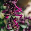 Plants Salvia Pollinator Garden | Salvia Love And Wishes