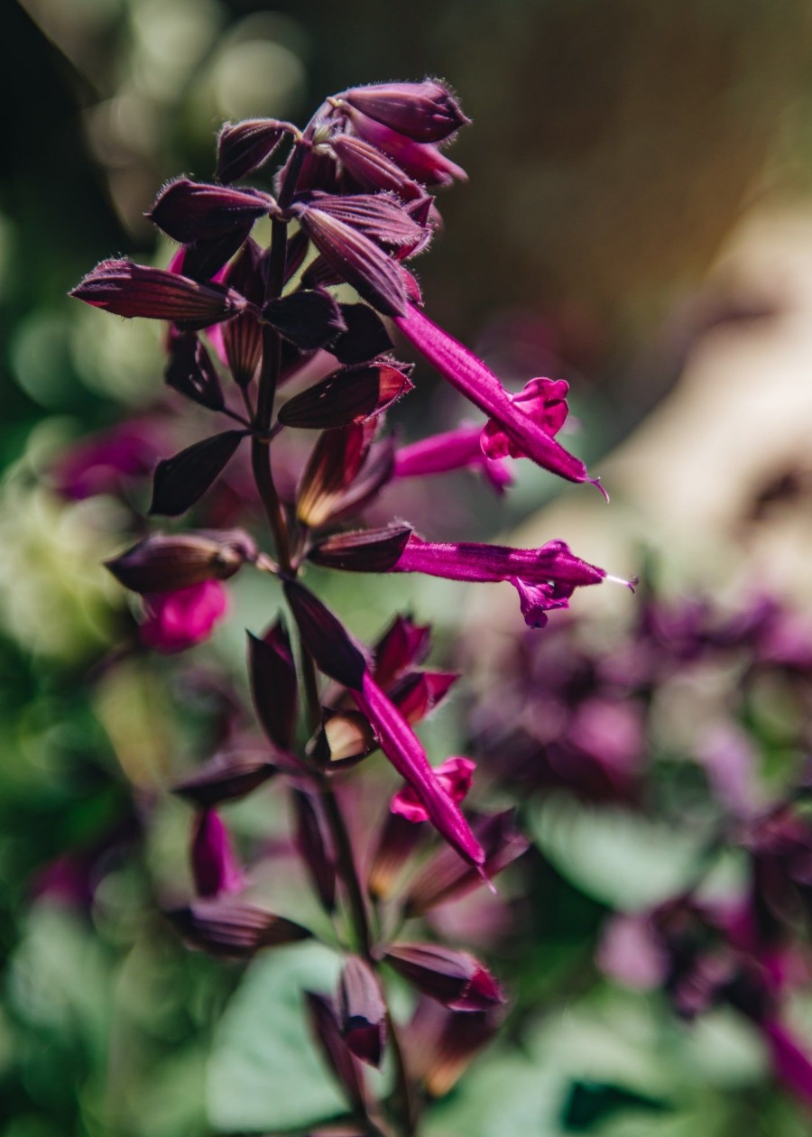 Plants Salvia Pollinator Garden | Salvia Love And Wishes