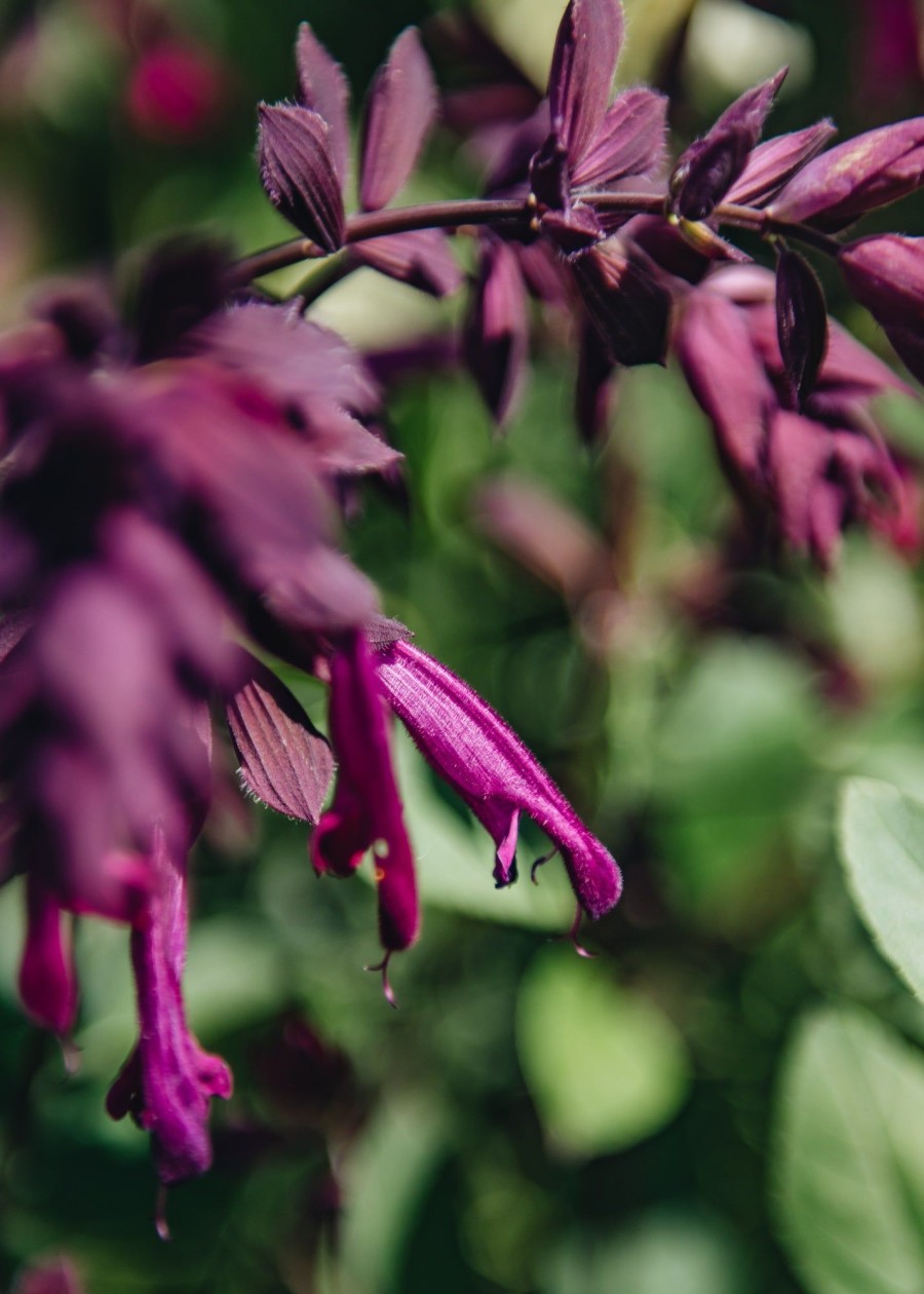 Plants Salvia Pollinator Garden | Salvia Love And Wishes