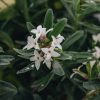 Plants Daphne Pollinator Garden | Daphne Transatlantica Eternal Fragrance Agm