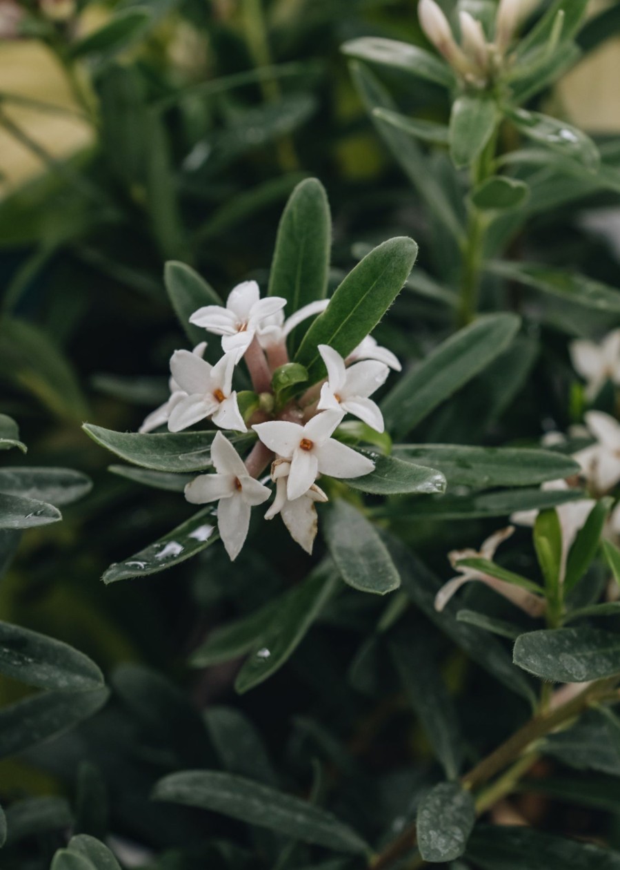 Plants Daphne Pollinator Garden | Daphne Transatlantica Eternal Fragrance Agm