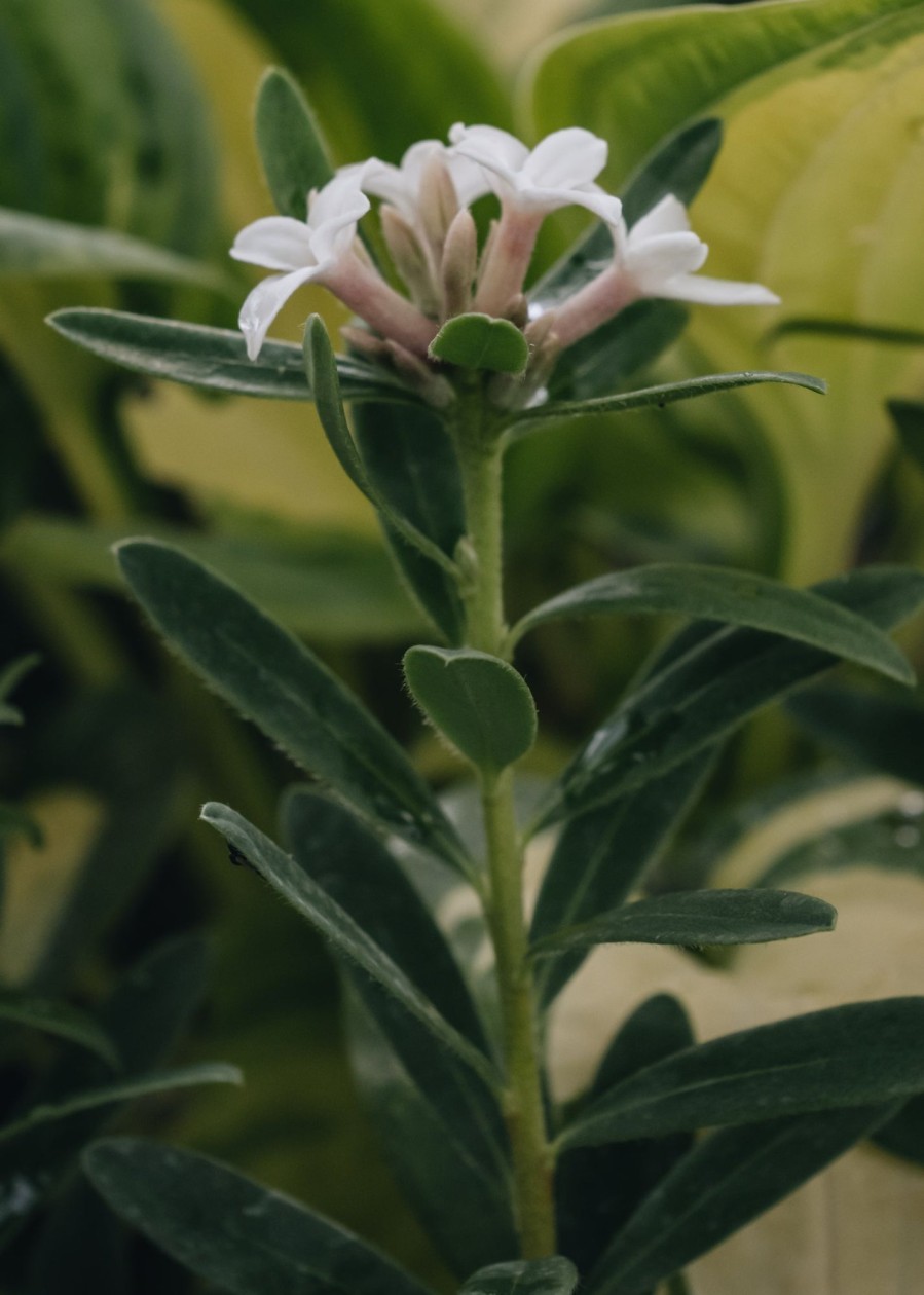 Plants Daphne Pollinator Garden | Daphne Transatlantica Eternal Fragrance Agm