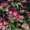 Plants Astrantia Pollinator Garden | Astrantia Star Of Love