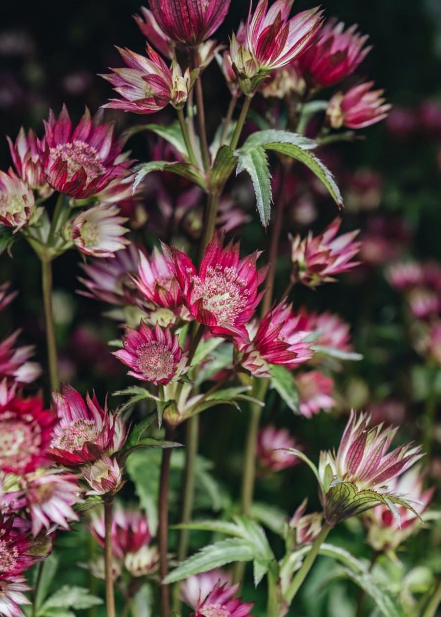 Plants Astrantia Pollinator Garden | Astrantia Star Of Love