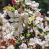 Plants Burford Garden Co. Pollinator Garden | Malus Evereste