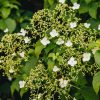 Plants Hydrangea Cottage Garden | Hydrangea Petiolaris