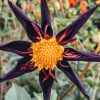 Plants Taylors Bulbs Dahlia Tubers | Dahlia 'Verrone'S Obsidian' Tubers