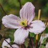 Plants Clematis Pollinator Garden | Clematis Montana Elizabeth Agm