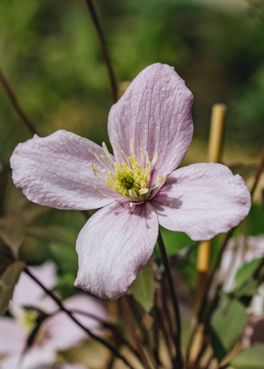 Plants Clematis Pollinator Garden | Clematis Montana Elizabeth Agm