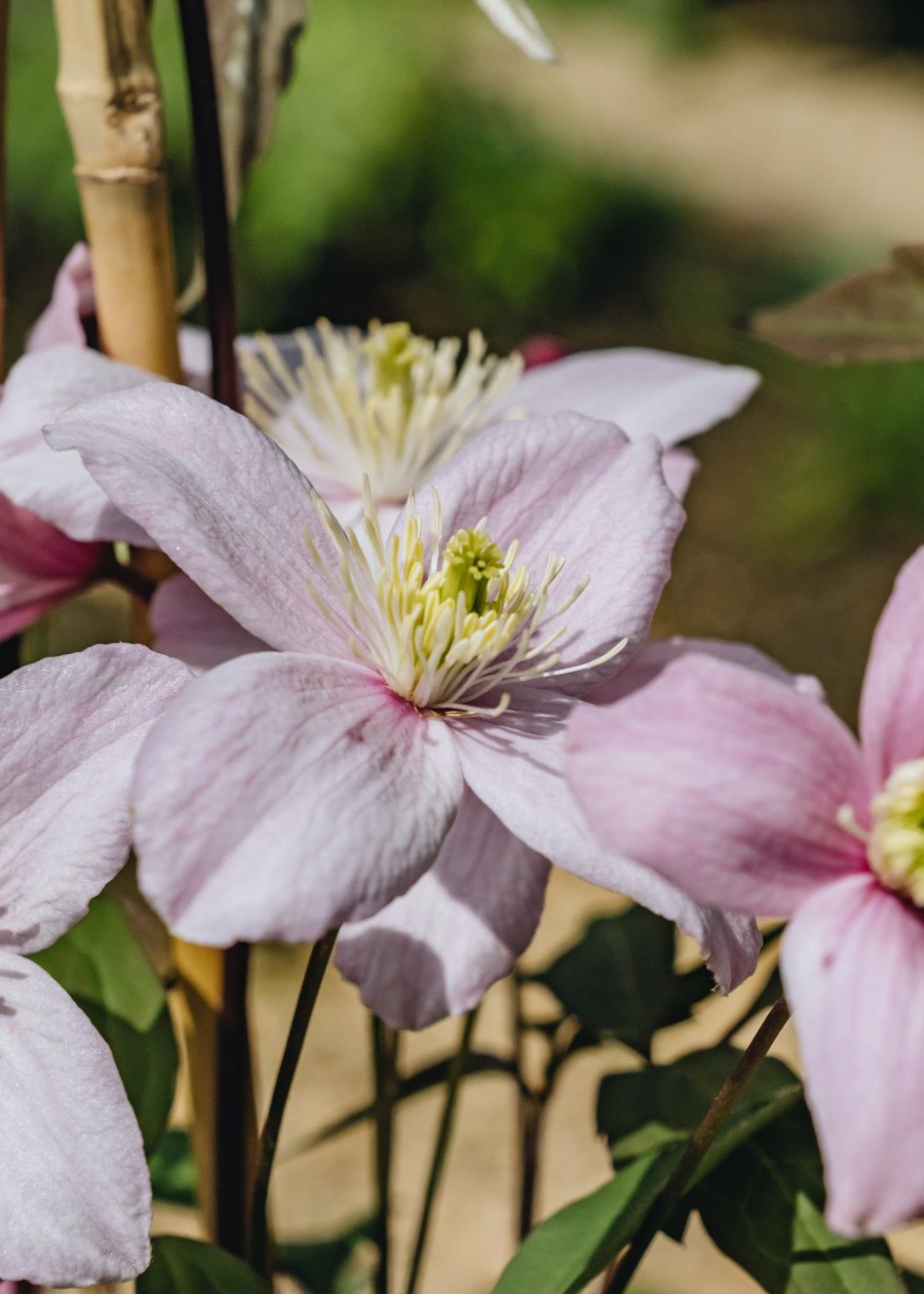 Plants Clematis Pollinator Garden | Clematis Montana Elizabeth Agm